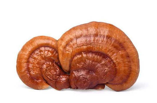Reishi Mushroom Liquid Culture