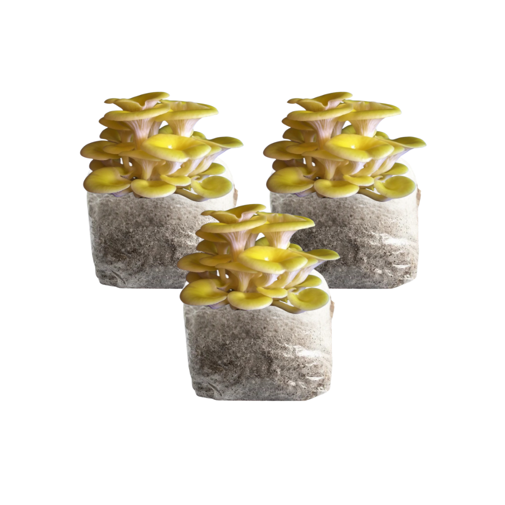 Golden Oyster Mushroom Fruiting Block Kit