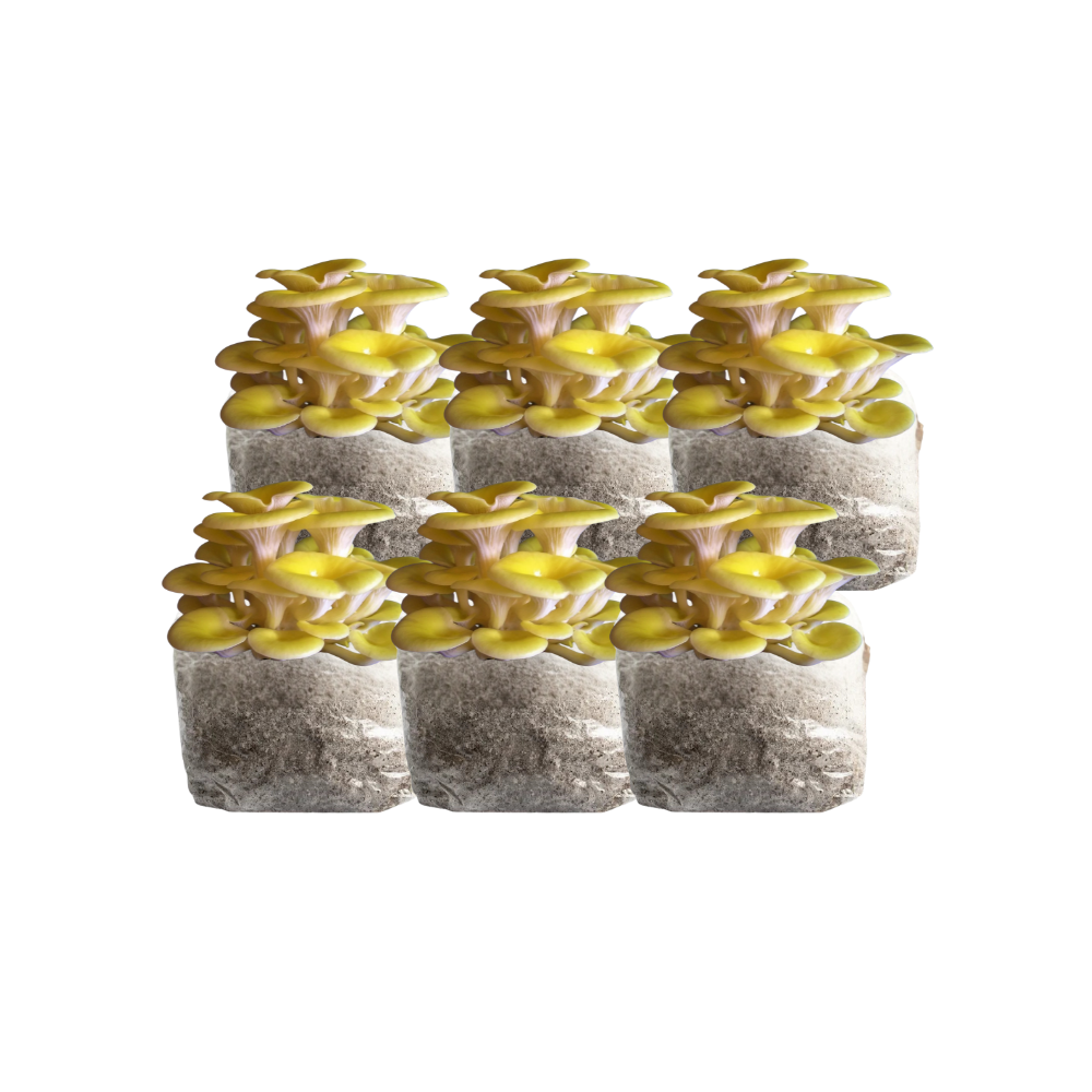 Golden Oyster Mushroom Fruiting Block Kit