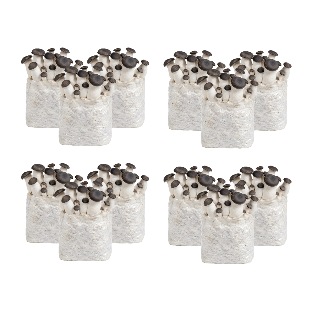Black Pearl King Oyster Mushroom Fruiting Block Kit