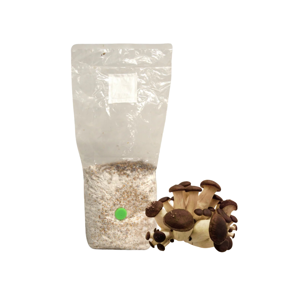 Black Pearl King Oyster Mushroom Grain Spawn Bag