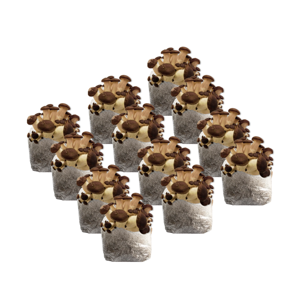 Black Pearl King Oyster Mushroom Fruiting Block Kit