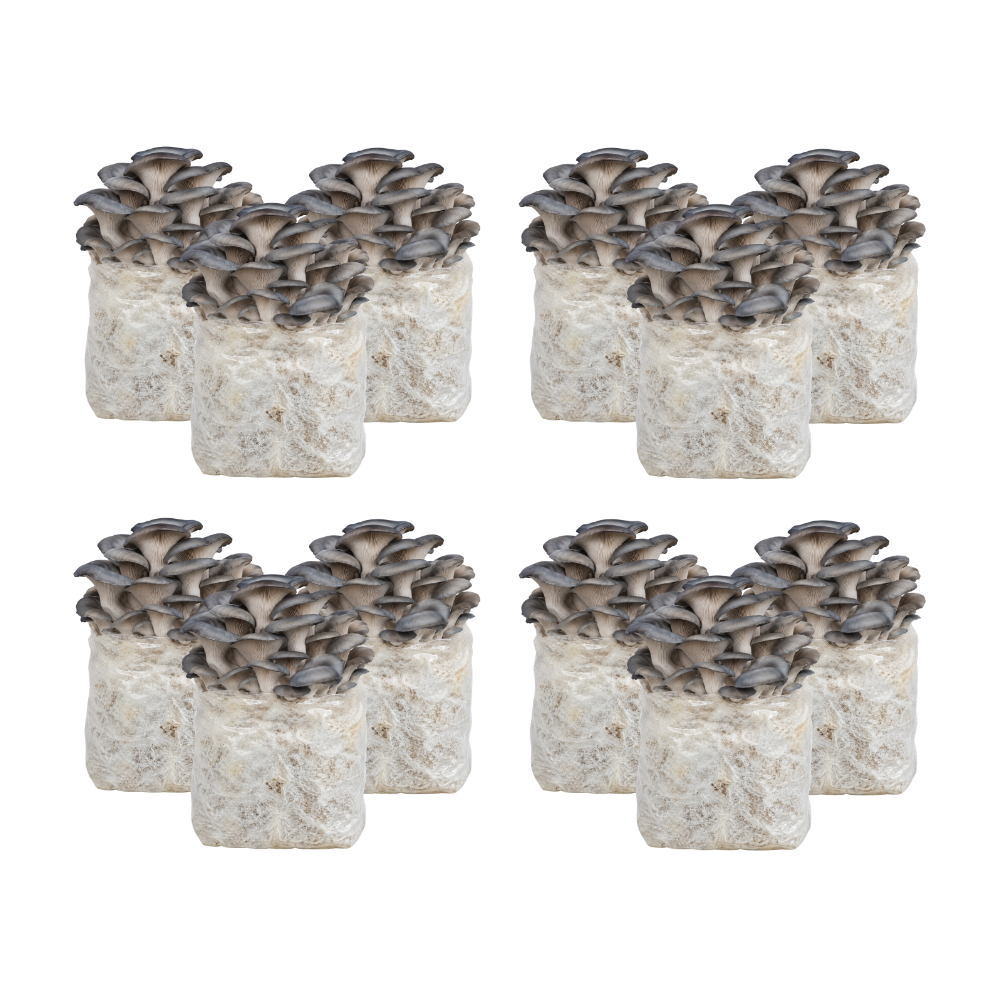 Blue Oyster Mushroom Fruiting Block Kit