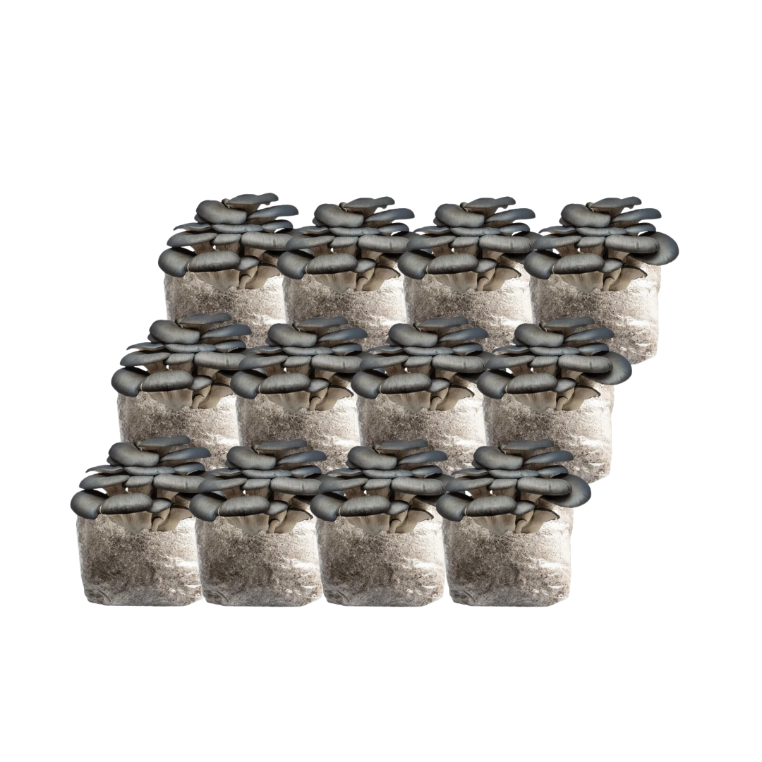 Blue Oyster Mushroom Fruiting Block Kit