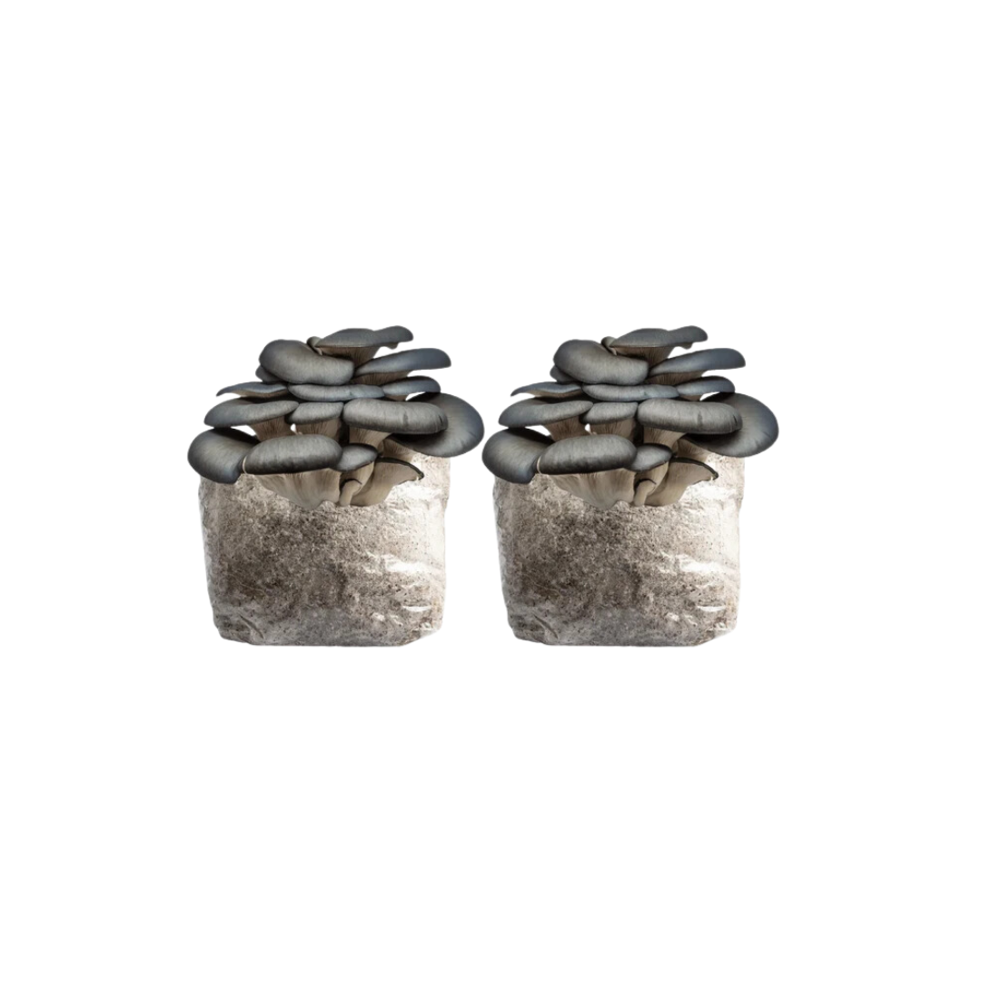 Blue Oyster Mushroom Fruiting Block Kit