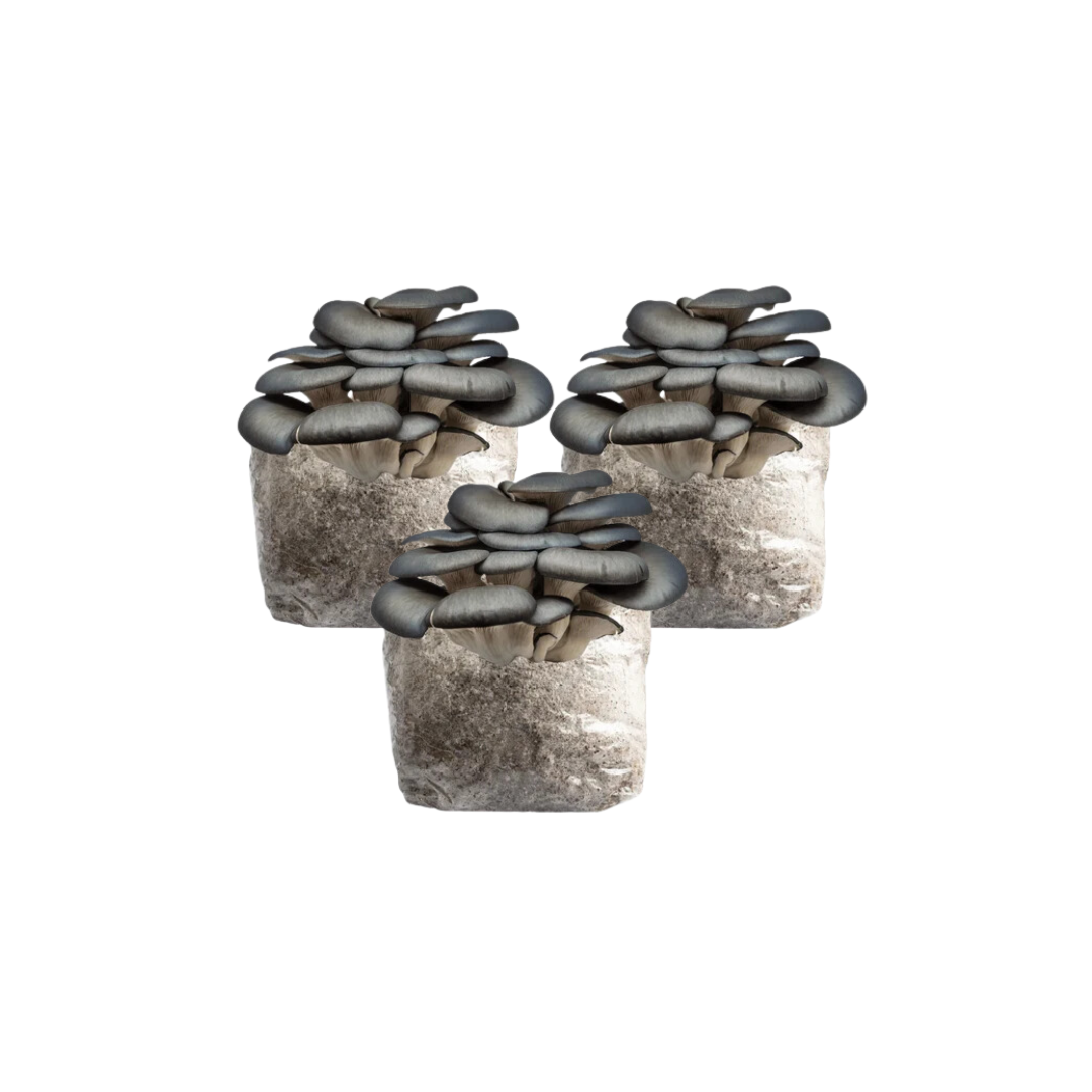 Blue Oyster Mushroom Fruiting Block Kit