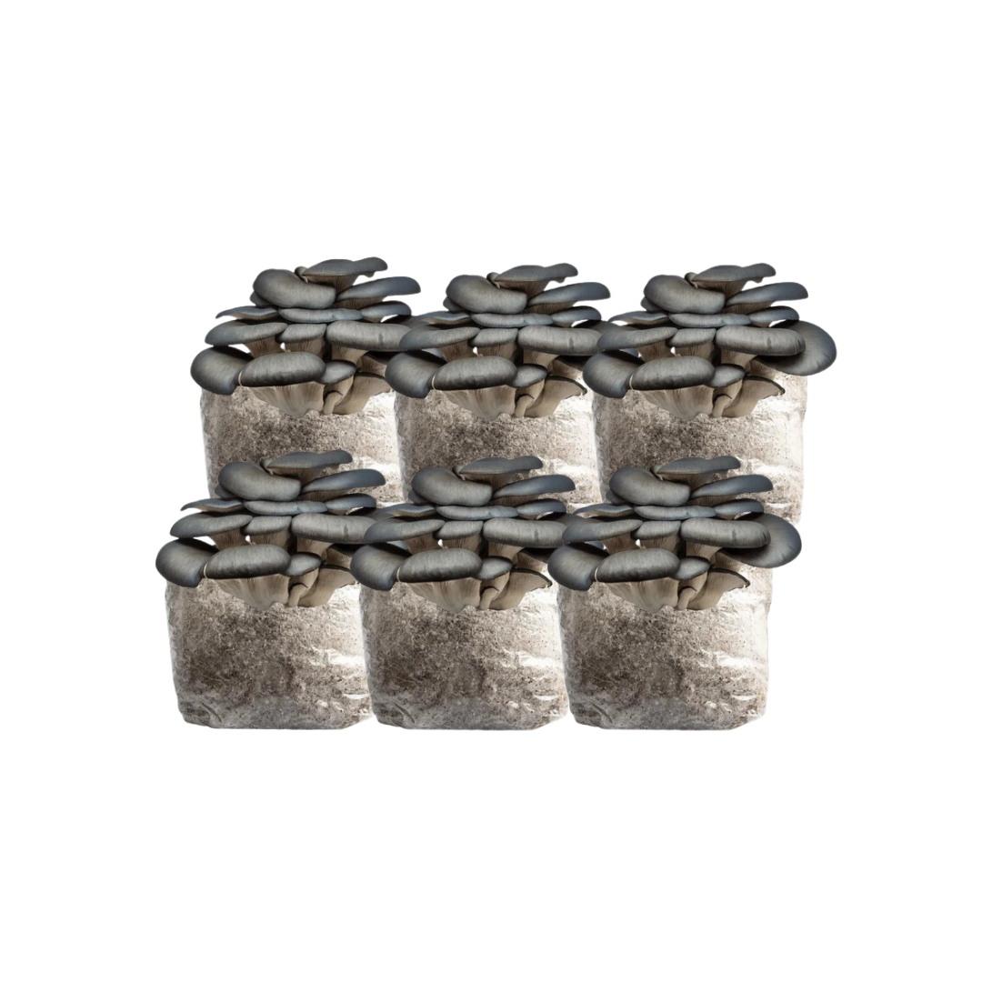 Blue Oyster Mushroom Fruiting Block Kit
