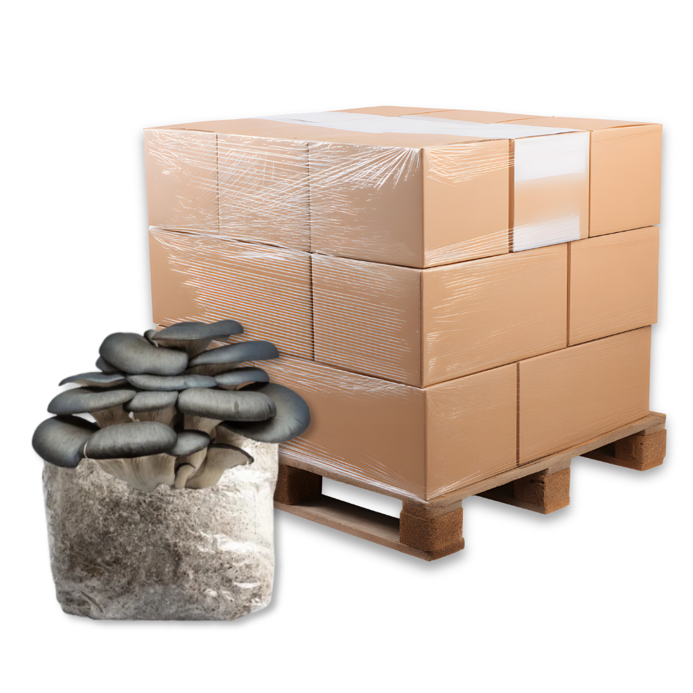 Bulk Blue Oyster Mushroom Fruiting Block