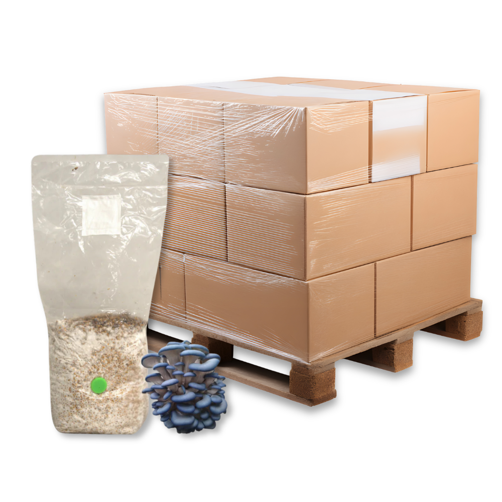 Bulk Blue Oyster Mushroom Grain Spawn Bag