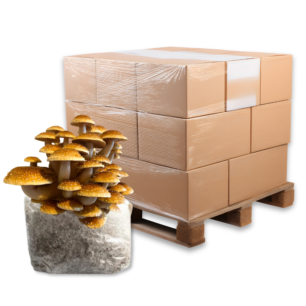 Bulk Speckled Chestnut Mushroom Fruiting Block