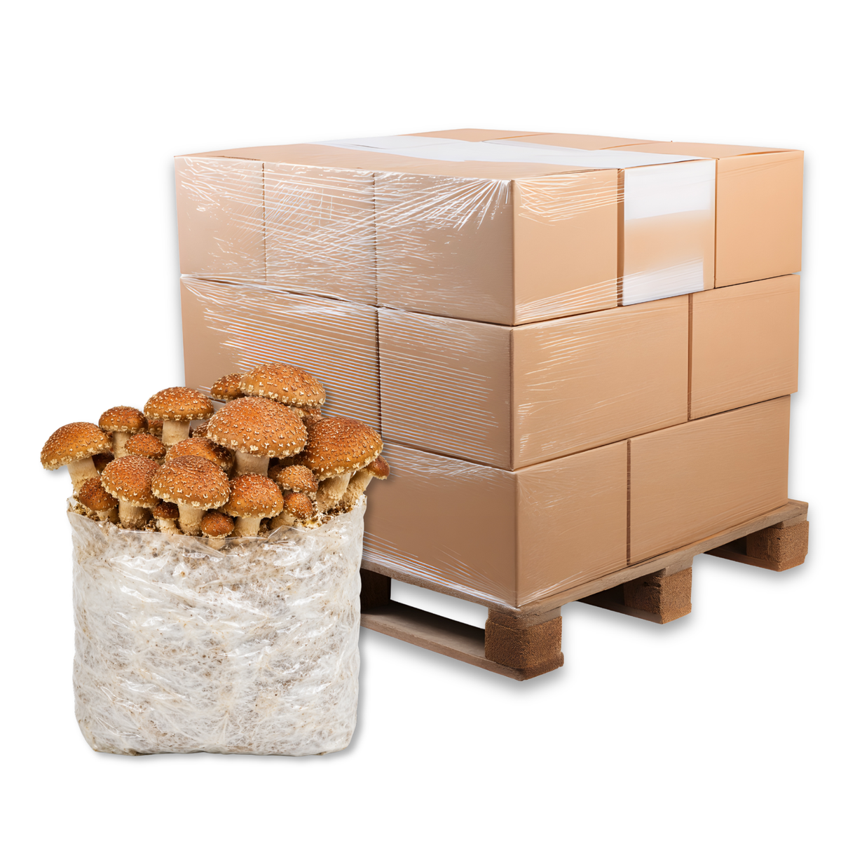 Bulk Speckled Chestnut Mushroom Fruiting Block