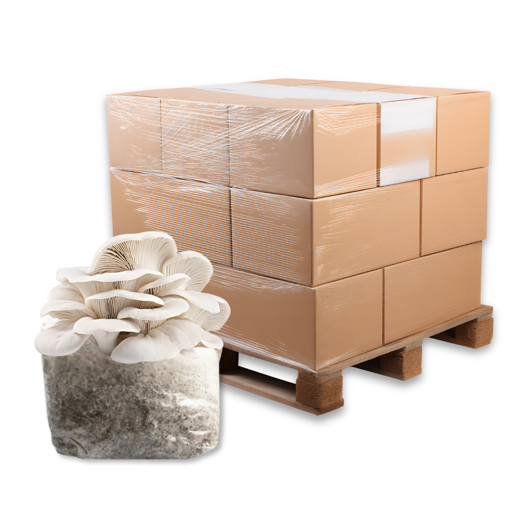 Bulk Elm Oyster Mushroom Fruiting Block