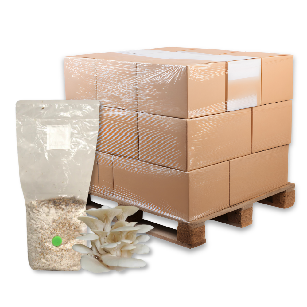Bulk Elm Oyster Mushroom Grain Spawn Bag