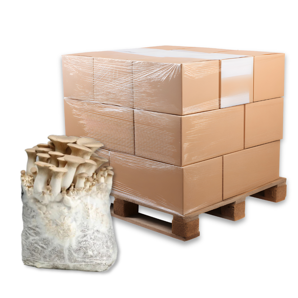 Bulk King Oyster Mushroom Fruiting Block