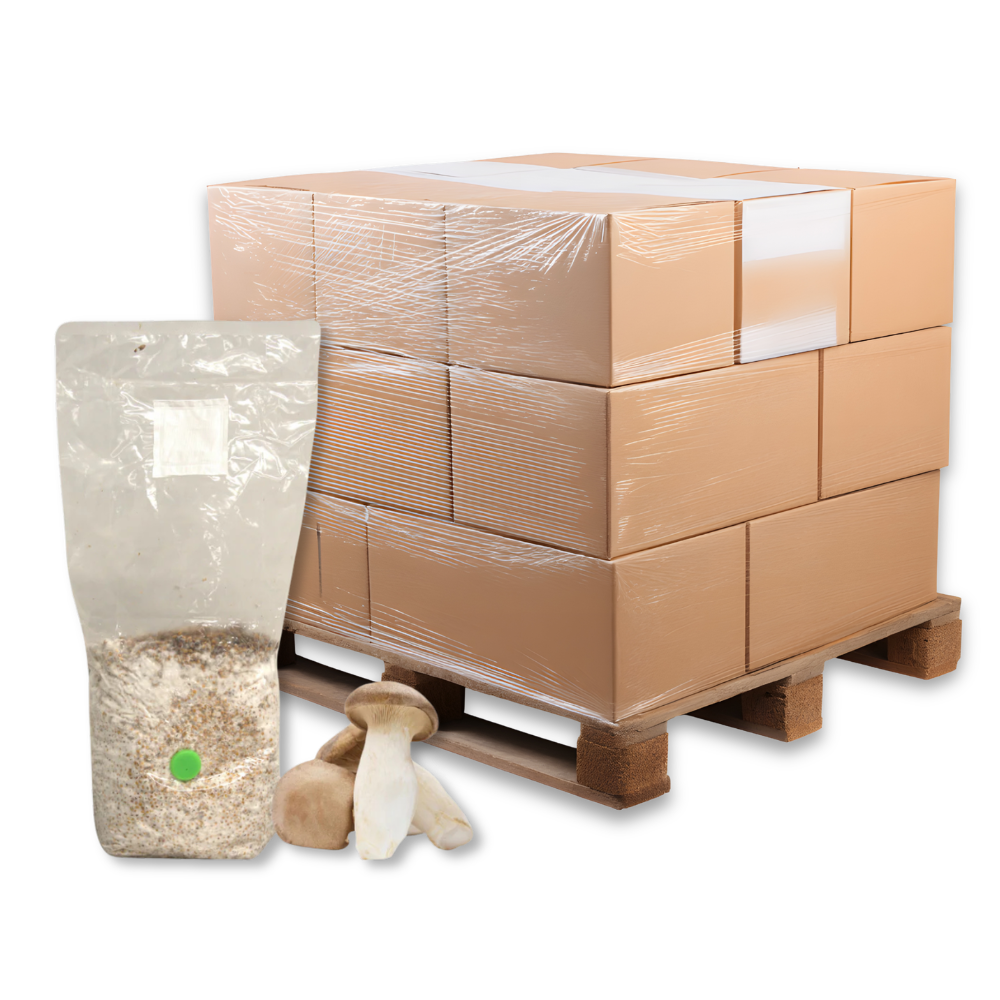 Bulk King Oyster Mushroom Grain Spawn Bag