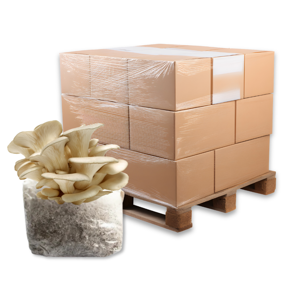 Bulk Pearl Oyster Mushroom Fruiting Block