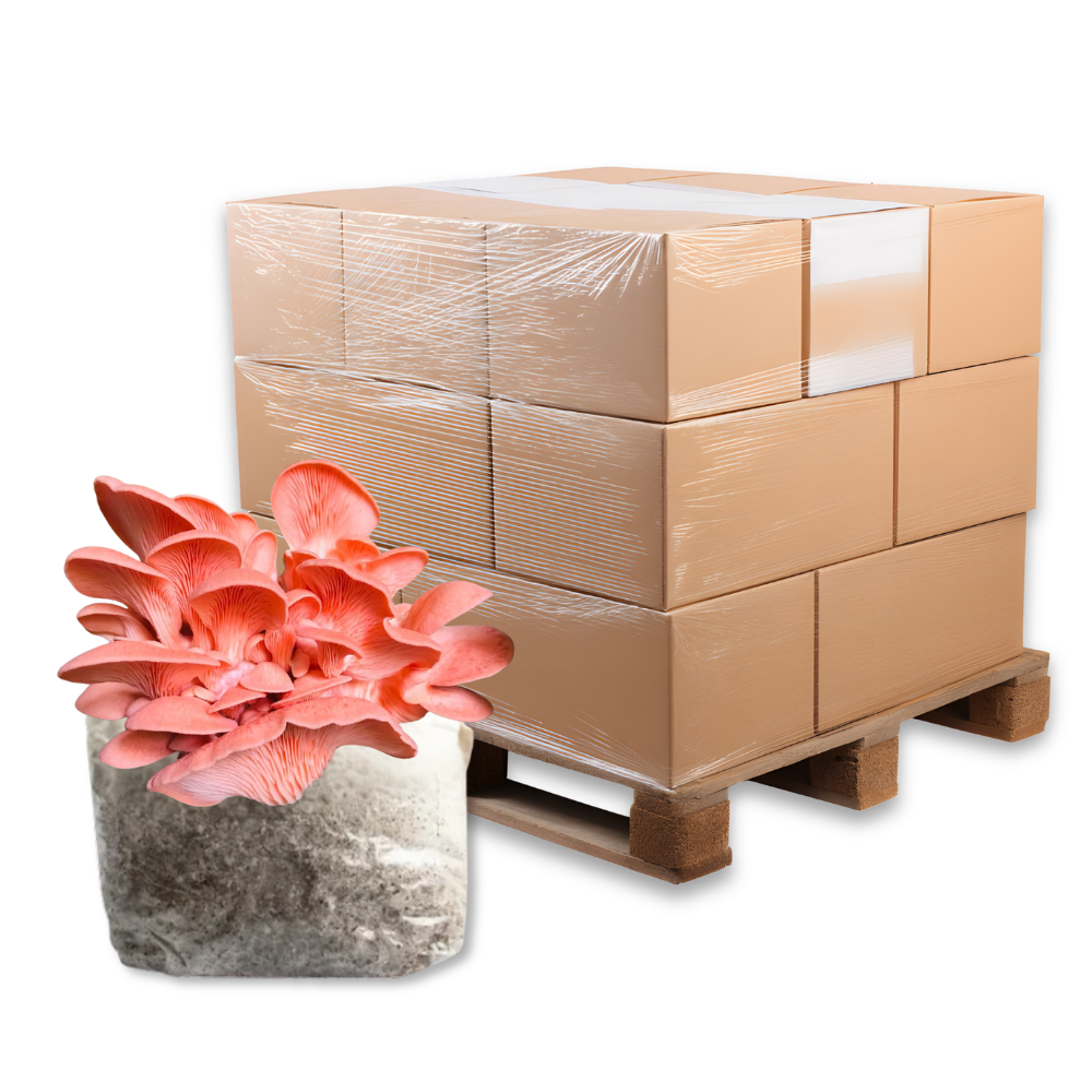 Bulk Pink Oyster Mushroom Fruiting Block