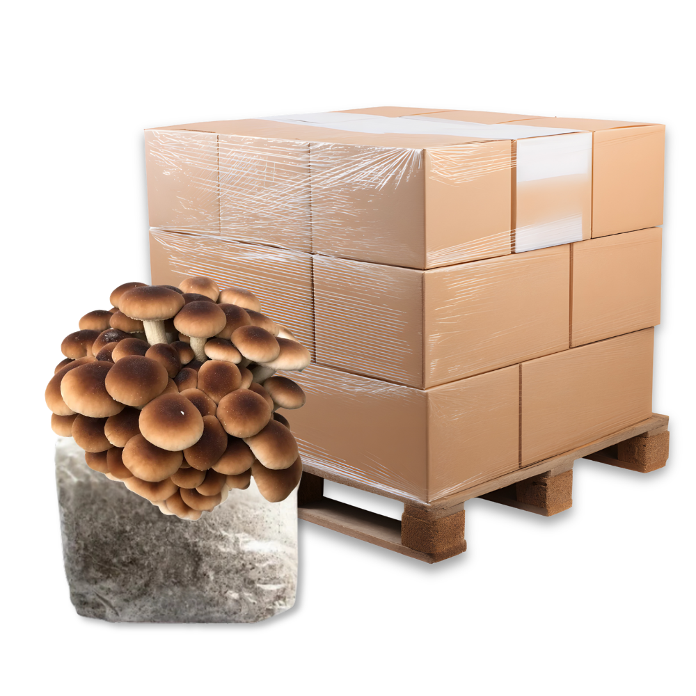 Bulk Pioppino Mushroom Fruiting Block