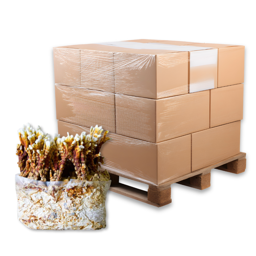 Bulk Reishi Mushroom Fruiting Block