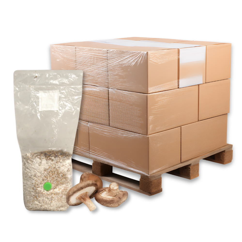 Bulk Shiitake Mushroom Grain Spawn Bag