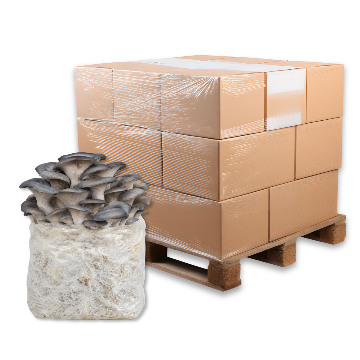 Bulk Blue Oyster Mushroom Fruiting Block