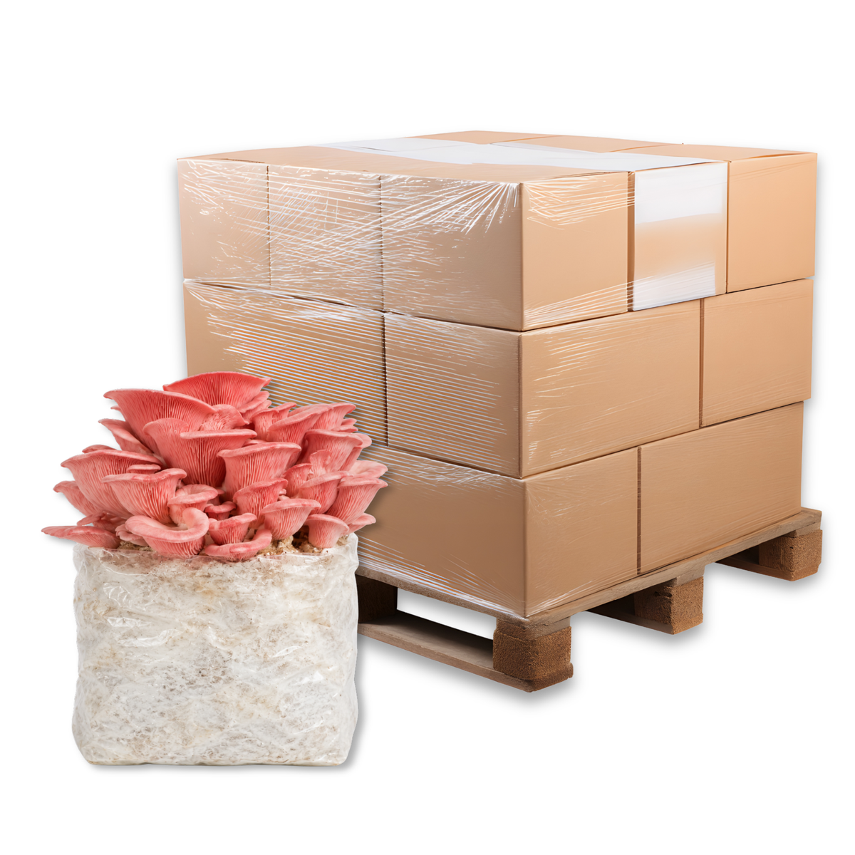 Bulk Pink Oyster Mushroom Fruiting Block