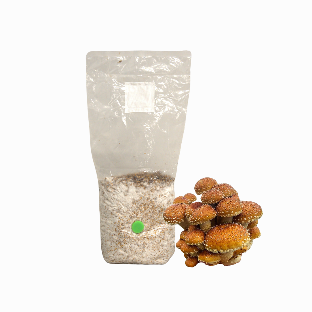 Speckled Chestnut Mushroom Grain Spawn Bag