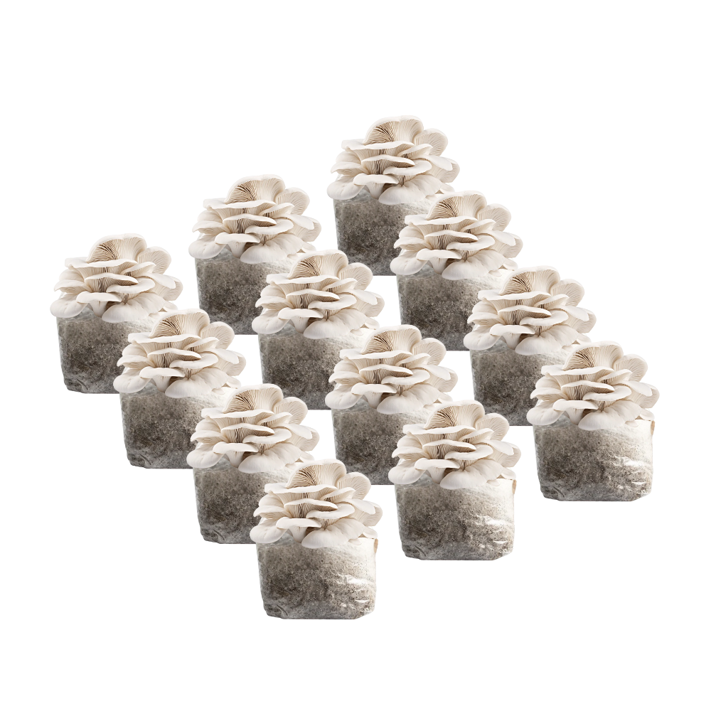 Elm Oyster Mushroom Fruiting Block Kit