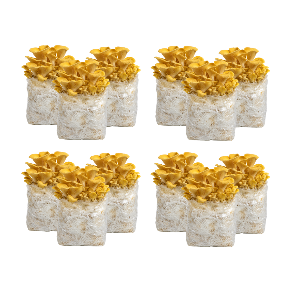 Golden Oyster Mushroom Fruiting Block Kit