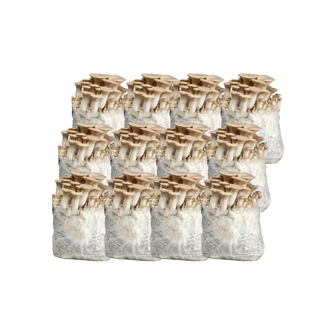 King Oyster Mushroom Fruiting Block Kit