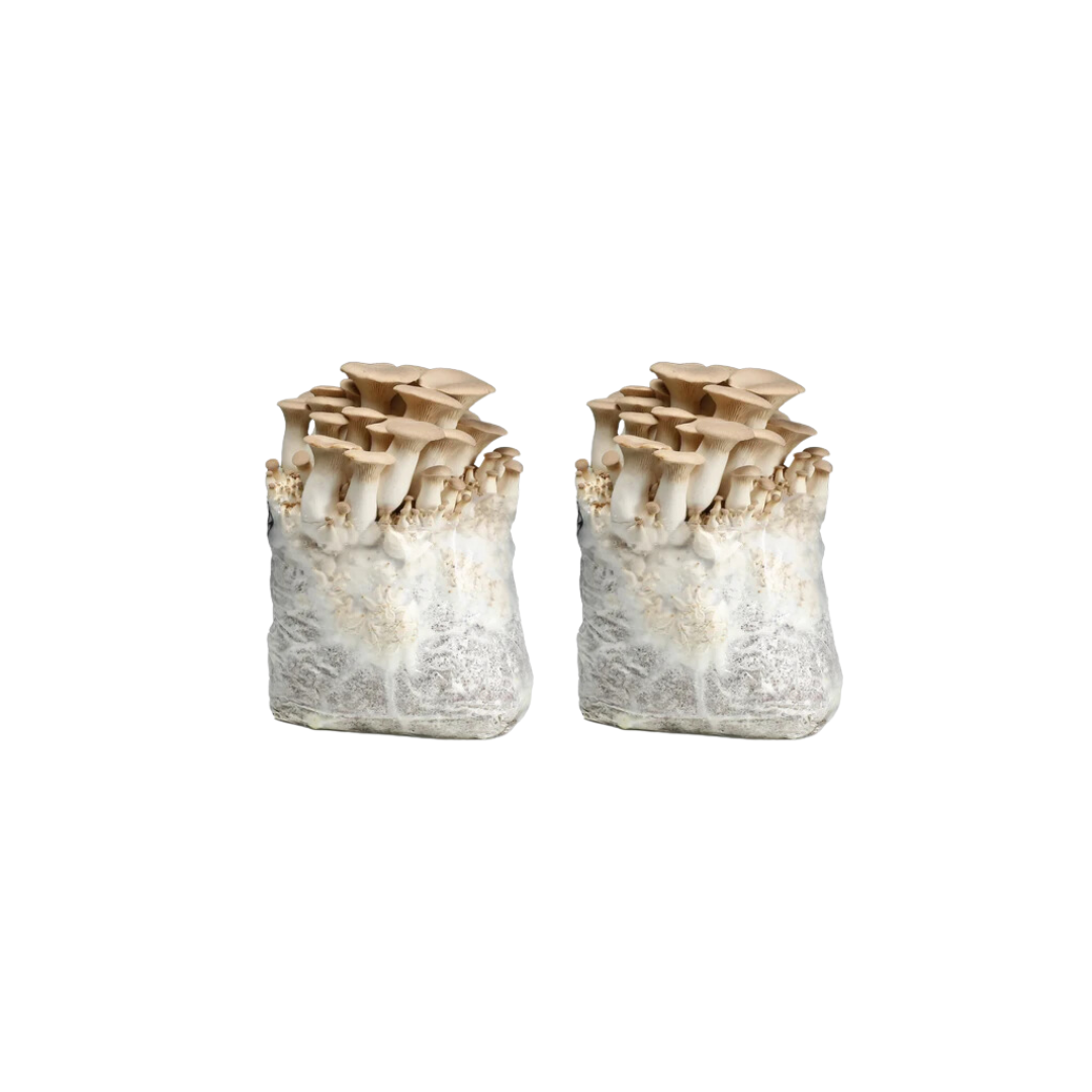 King Oyster Mushroom Fruiting Block Kit
