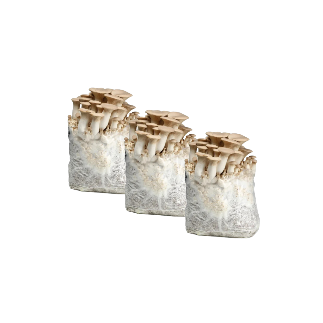 King Oyster Mushroom Fruiting Block Kit