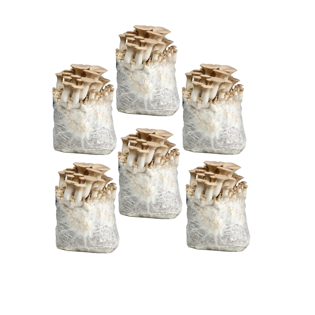 King Oyster Mushroom Fruiting Block Kit