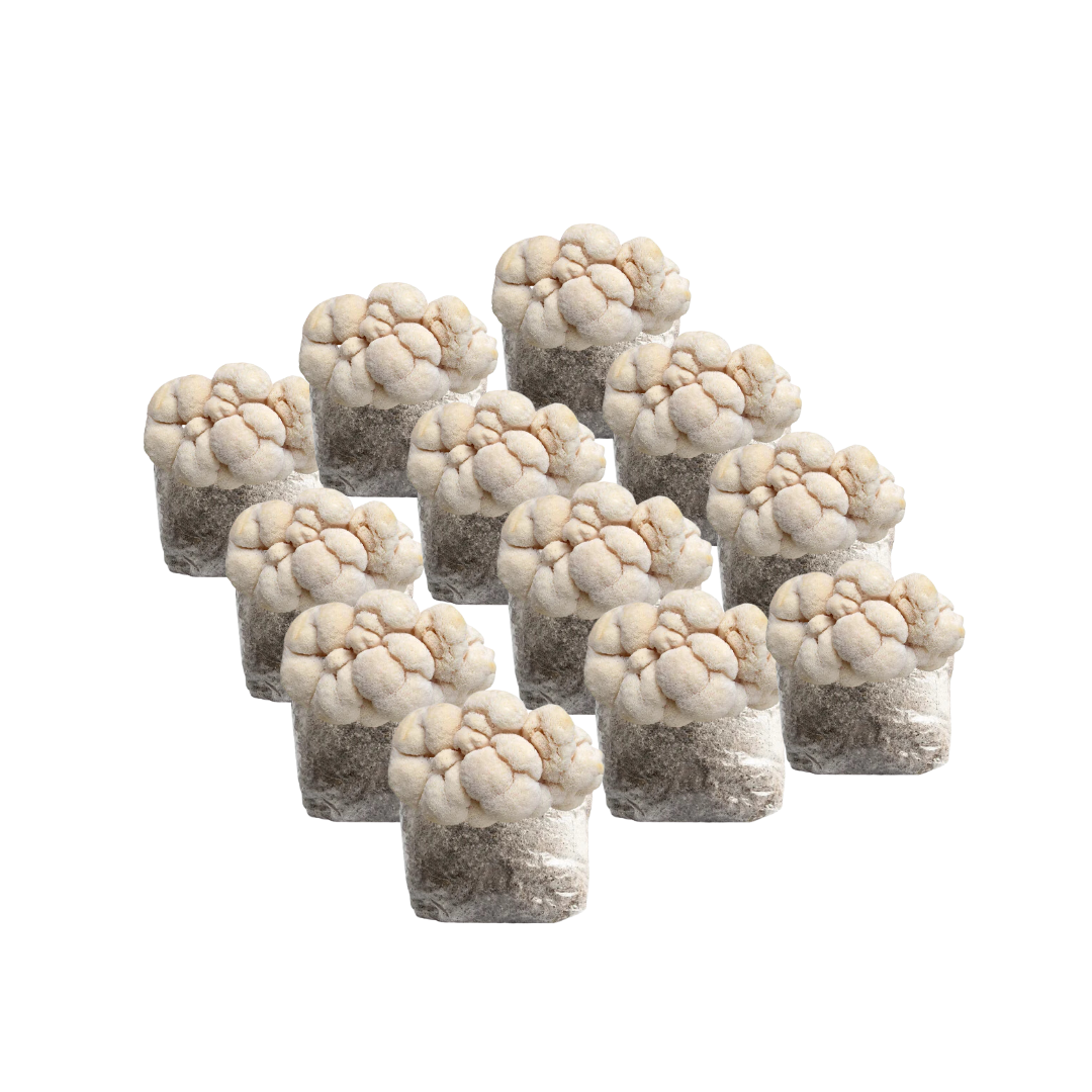 Lion's Mane Mushroom Fruiting Block Kit