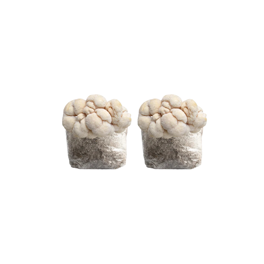 Lion's Mane Mushroom Fruiting Block Kit