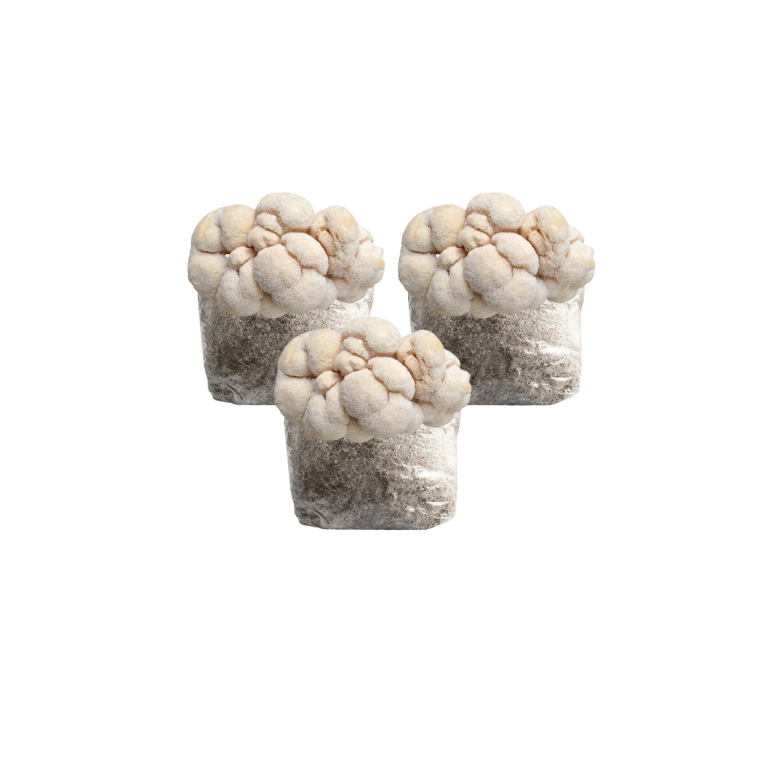 Lion's Mane Mushroom Fruiting Block Kit