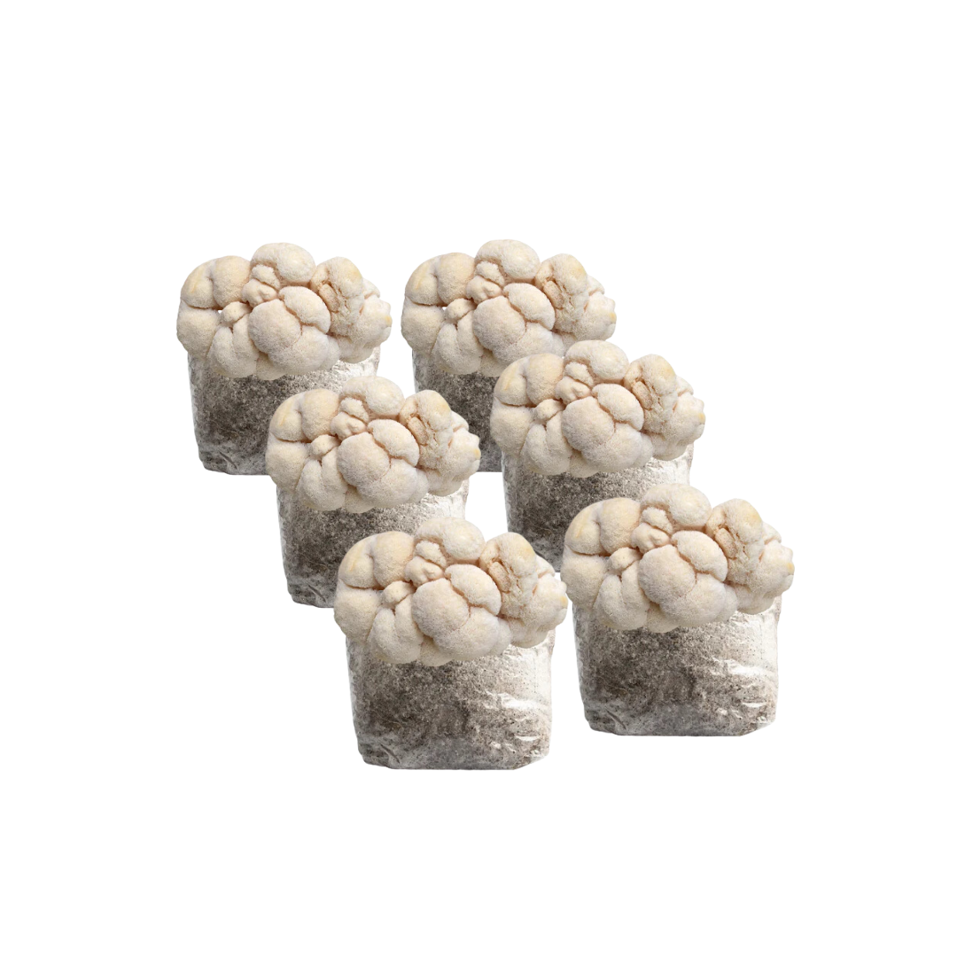 Lion's Mane Mushroom Fruiting Block Kit