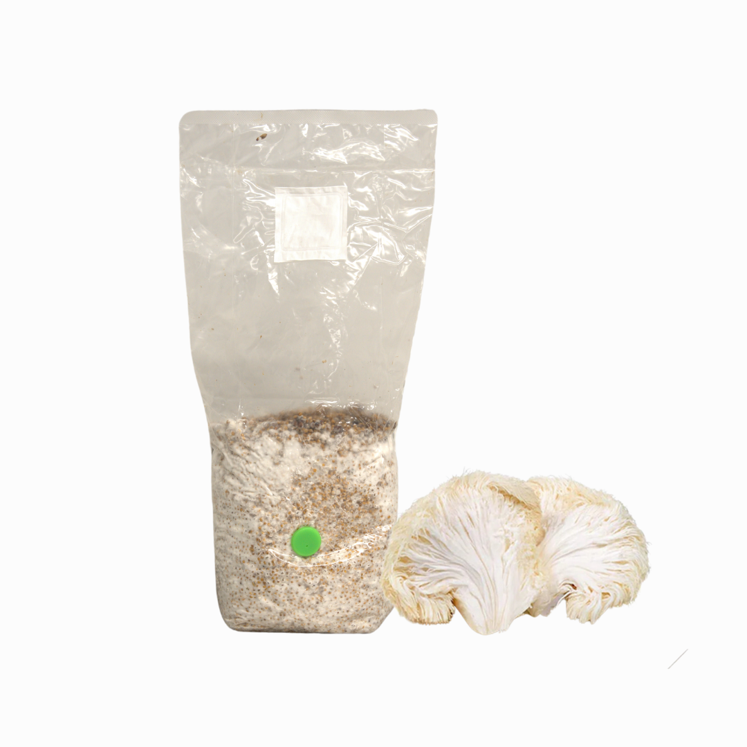 Lion's Mane Mushroom Grain Spawn Bag