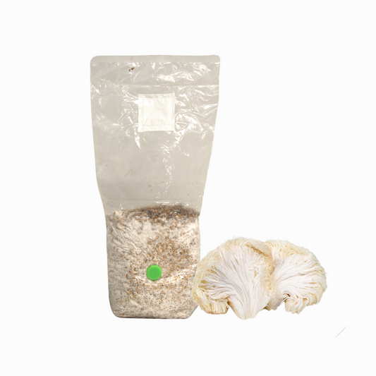 Lion's Mane Mushroom Grain Spawn Bag