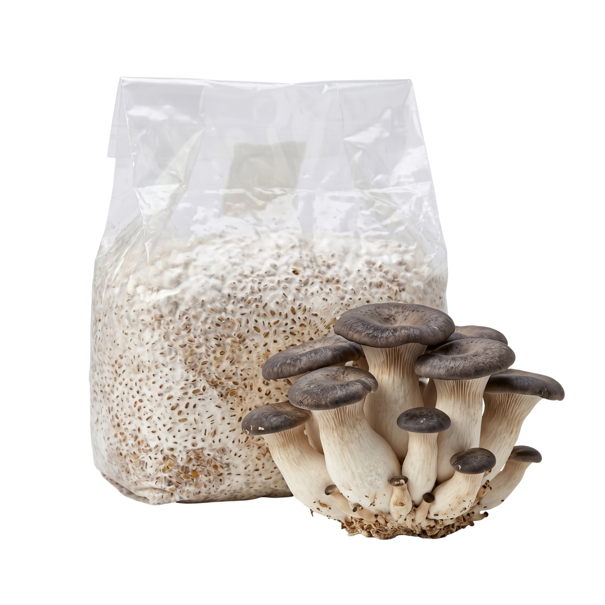 Black Pearl King Oyster Mushroom Grain Spawn Bag
