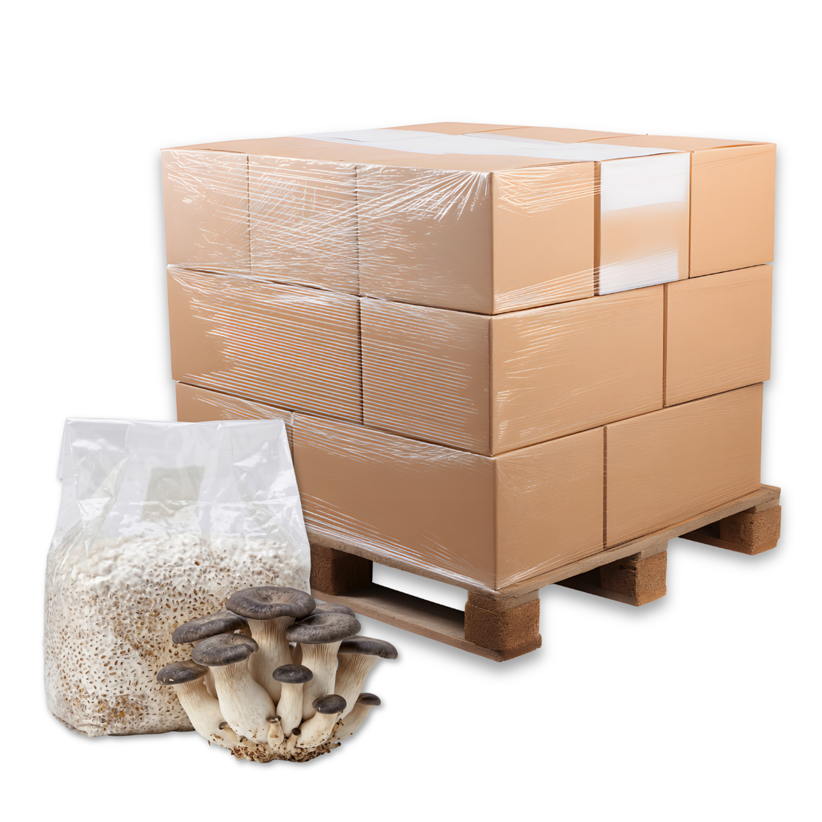 Bulk Black Pearl King Oyster Mushroom Grain Spawn Bag