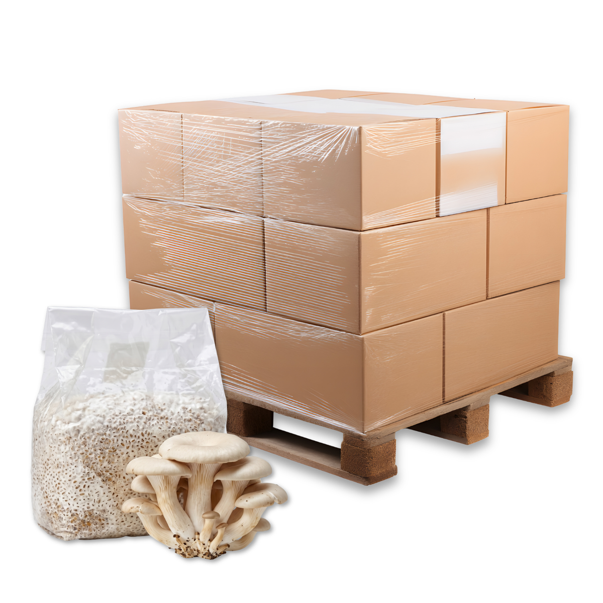 Bulk Elm Oyster Mushroom Grain Spawn Bag