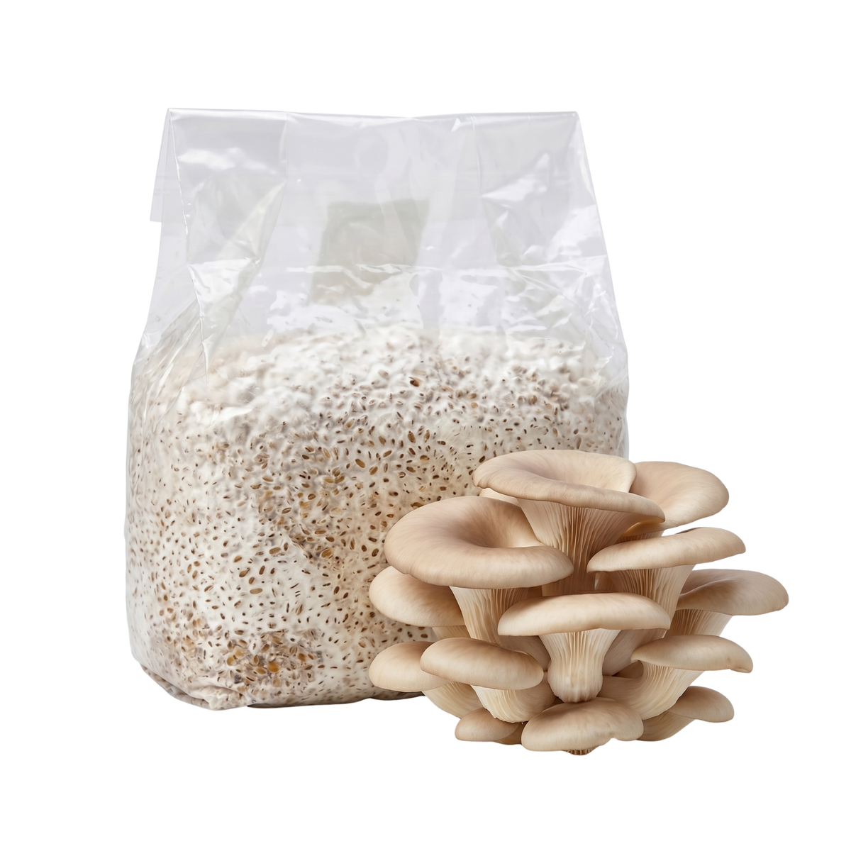 Pearl Oyster Mushroom Grain Spawn Bag