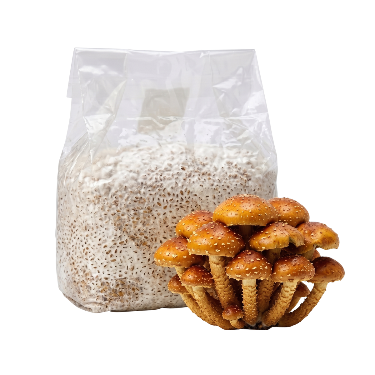Speckled Chestnut Mushroom Grain Spawn Bag