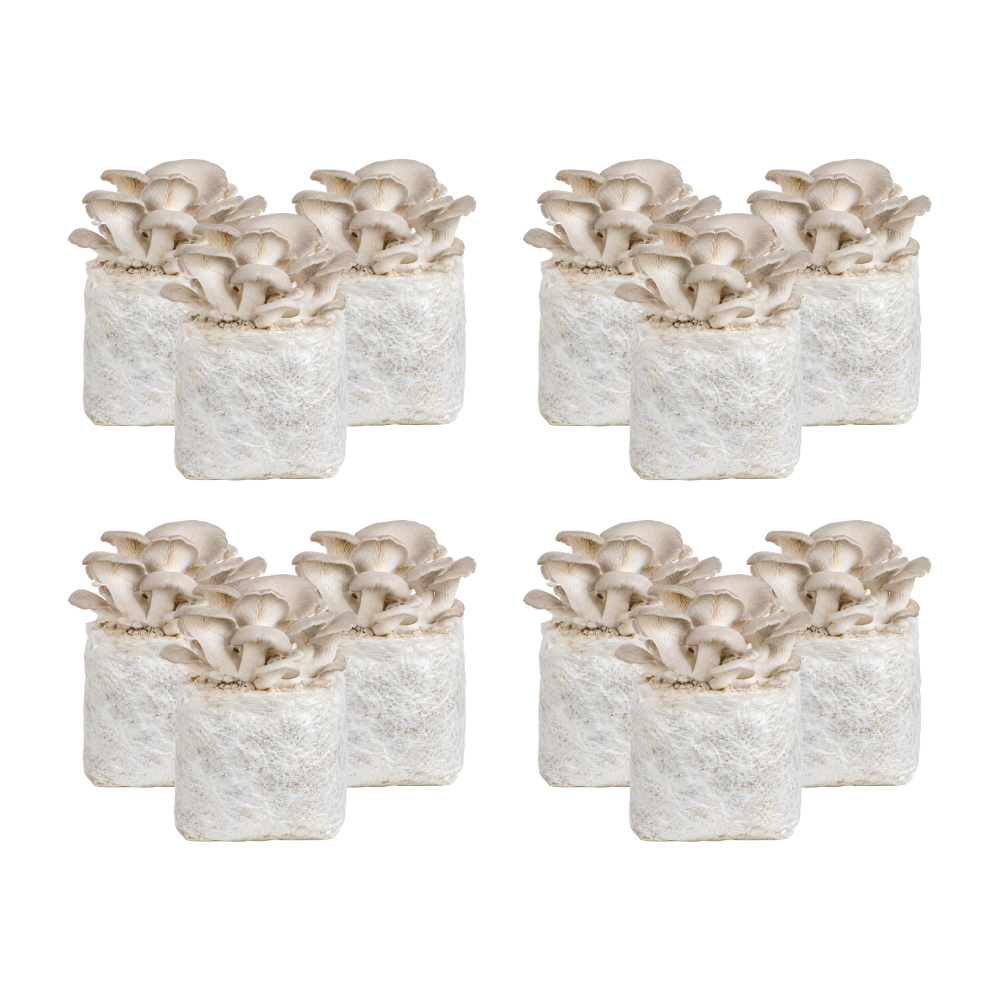 Pearl Oyster Mushroom Fruiting Block Kit