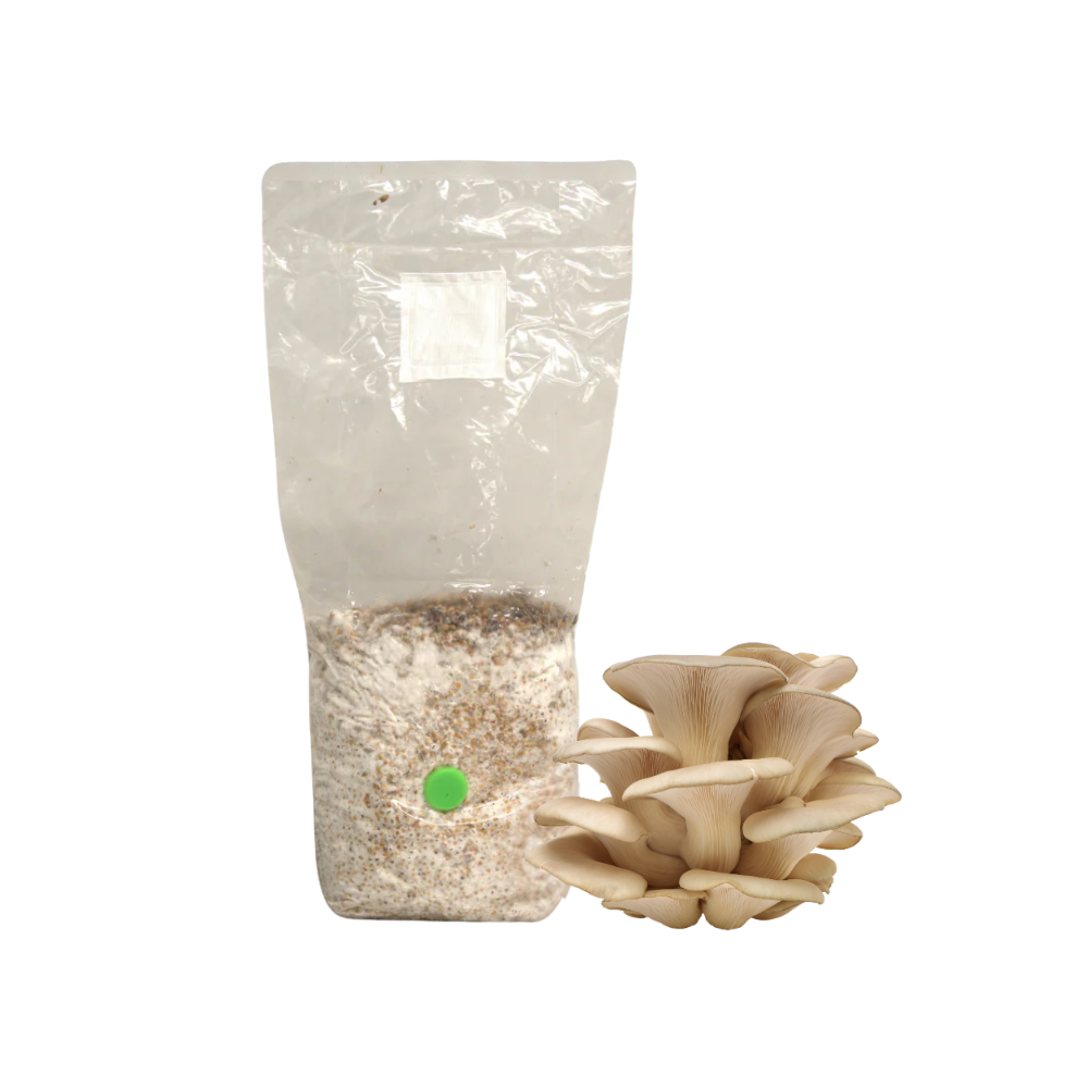 Pearl Oyster Mushroom Grain Spawn Bag