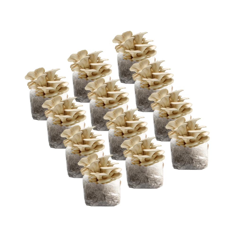 Pearl Oyster Mushroom Fruiting Block Kit