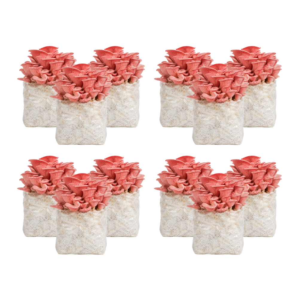 Pink Oyster Mushroom Fruiting Block Kit