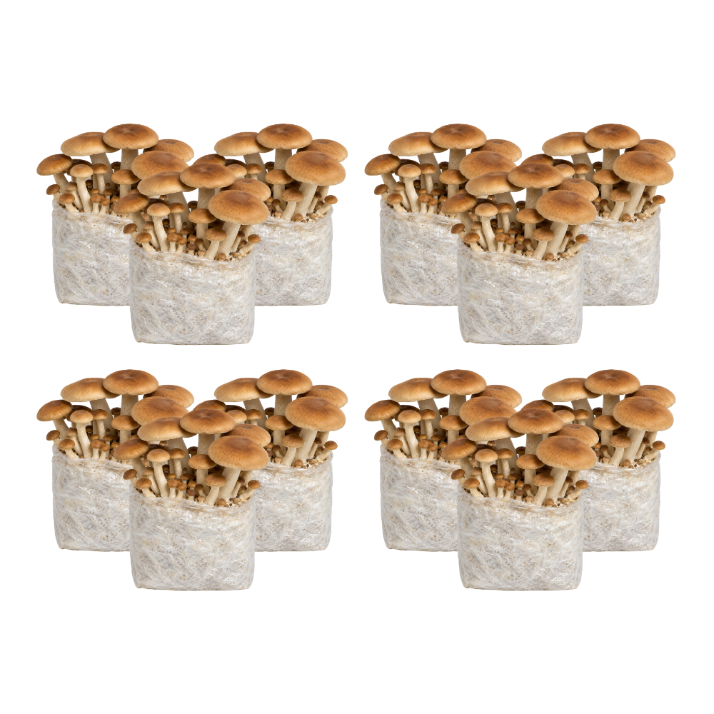 Pioppino Mushroom Fruiting Block Kit