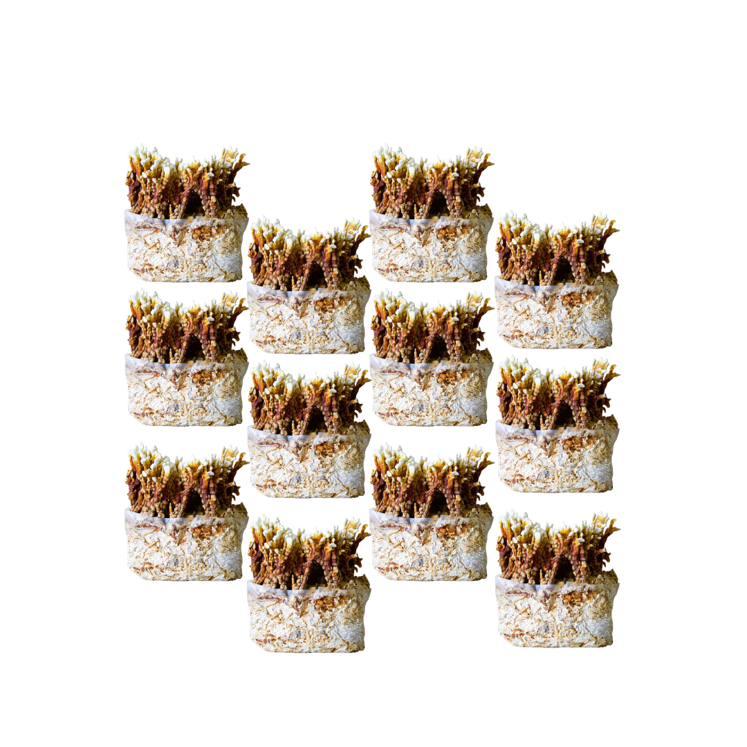 Reishi Mushroom Fruiting Block Kit